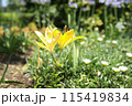 黄色いクロッカス 115419834