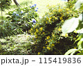 紫陽花のある風景 115419836