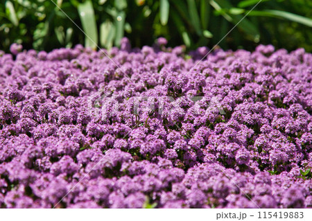 ゆりの里公園 115419883