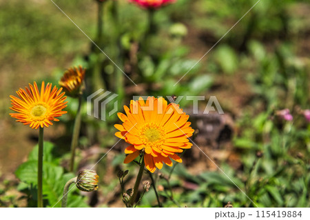 ゆりの里公園 115419884