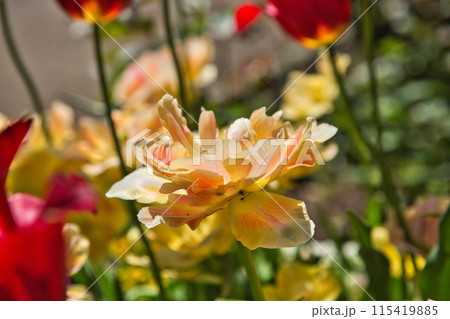 ゆりの里公園 115419885