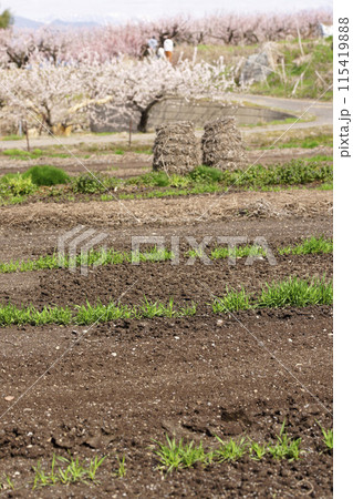 森のあんず 115419888