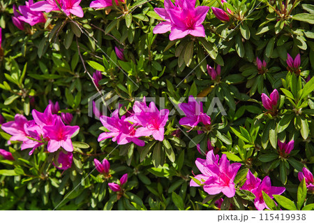 ゆりの里公園 115419938