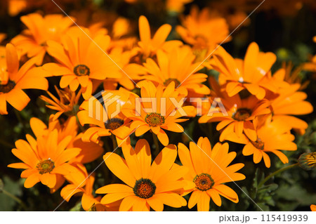 ゆりの里公園 ゆりの里公園 115419939