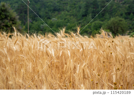 Golden wheat field with Mountain in the background in Antalya Province, Turkey 115420189