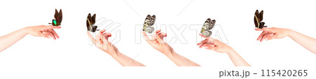 butterfly on woman's hand. In motion 115420265