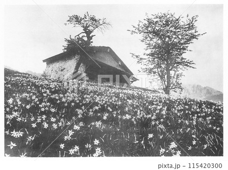 昔のスイス スイセン畑 昔のスイス スイセン畑 115420300