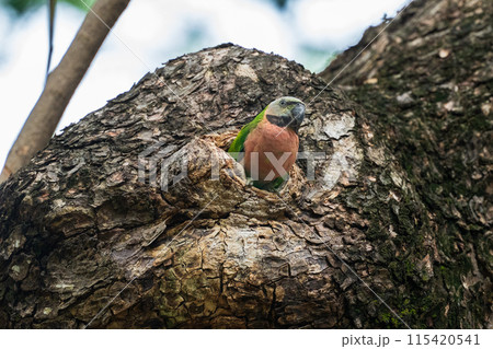 ダルマインコ 115420541