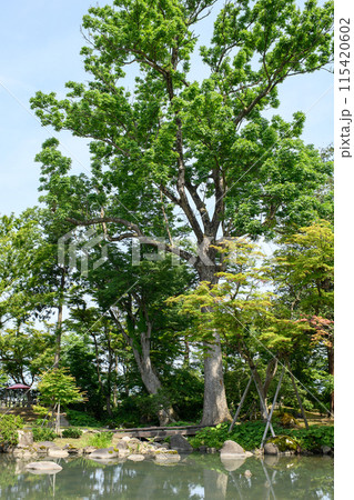 ケヤキとヤチダモの巨樹 旧池田氏庭園 秋田県 ケヤキとヤチダモの巨樹 旧池田氏庭園 秋田県 115420602