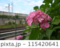 ピンクのアジサイ・あじさい 115420641