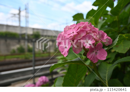 ピンクのアジサイ・あじさい 115420641