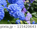 青紫のアジサイ・あじさい 115420643