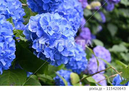 青紫のアジサイ・あじさい 115420643