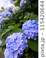 青紫のアジサイ・あじさい 115420644