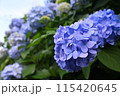 青紫のアジサイ・あじさい 115420645