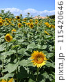 夏のヒマワリ・ひまわり・向日葵 115420646