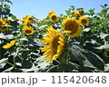 夏のヒマワリ・ひまわり・向日葵 115420648