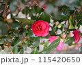赤い椿・つばき 115420650