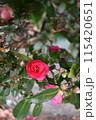 赤い椿・つばき 115420651
