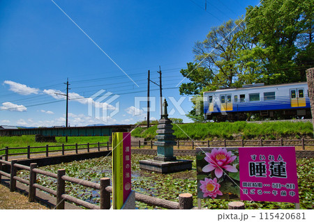 淵龍の池から睡蓮とえちぜん鉄道を見る 115420681
