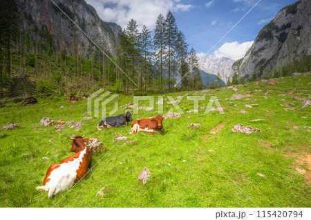 Alpine meadow with cows and rustic houses in Berchtesgaden National Park 115420794