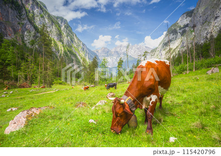 Alpine meadow with cows and rustic houses in Berchtesgaden National Park 115420796