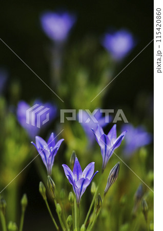 初夏のかわいい紫色の小さな花 初夏のかわいい紫色の小さな花 115420860
