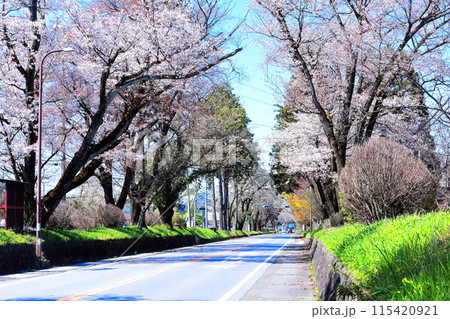 日光街道桜並木/栃木県宇都宮市 日光街道桜並木/栃木県宇都宮市 115420921