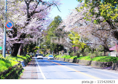 日光街道桜並木／栃木県宇都宮市 115420923