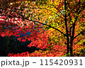 紅葉 115420931