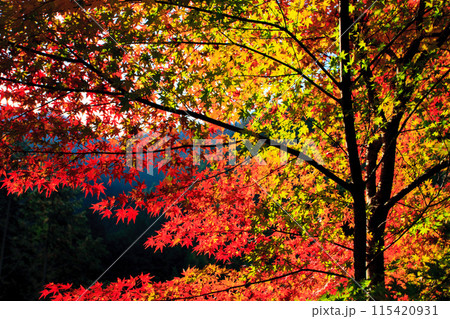 紅葉 115420931