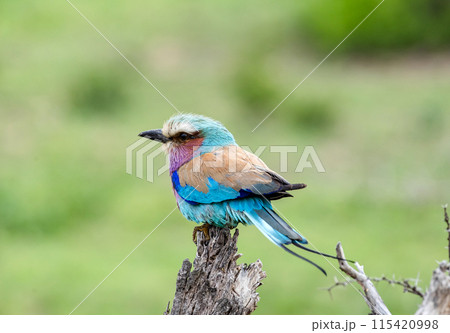 European roller, colorful bird on dry branch, green background. South Africa, Kruger National Park safari European roller, colorful bird on dry branch, green background. South Africa, Kruger National Park safari 115420998