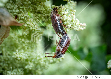 Closup of may beetle pair in rhubarb blossom, garden pests 115421008