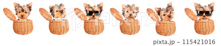 happy yorkie toy with sun glasses in a basket 115421016