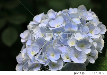 アジサイ 115421097