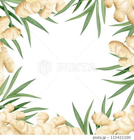 Ginger roots and leaves square frame watercolor illustration isolated on white background in pastel beige colors for label and logo designs.. Horseradish spicy vegetable template with copy space 115421100