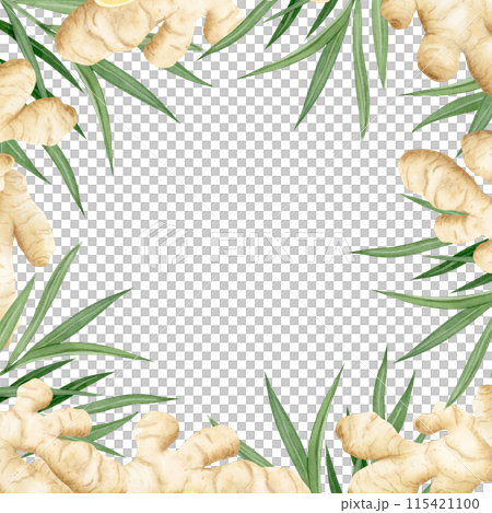 Ginger roots and leaves square frame watercolor illustration isolated on white background in pastel beige colors for label and logo designs.. Horseradish spicy vegetable template with copy space 115421100