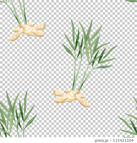 Watercolor growing ginger roots with green leaves and stems seamless pattern on white background in beige colors and realistic style. Spicy fresh vegetable for kitchen, cookbooks and organic products Watercolor growing ginger roots with green leaves and stems seamless pattern on white background in beige colors and realistic style. Spicy fresh vegetable for kitchen, cookbooks and organic products 115421104