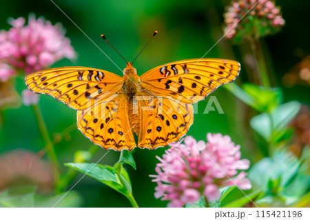 Beautiful orange butterfly rests among the foliage of a garden 115421196