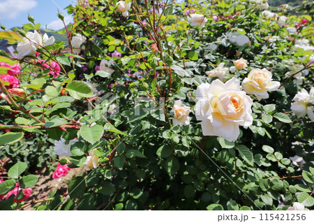 薔薇園の白いバラと青空 115421256