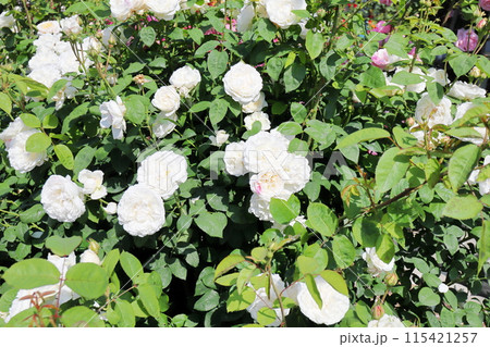 薔薇園の白いバラと青空 115421257