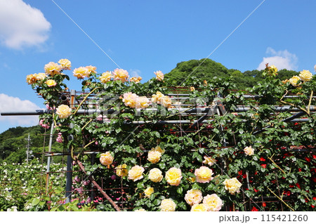 薔薇園のアーチ仕立ての黄色い薔薇 薔薇園のアーチ仕立ての黄色い薔薇 115421260