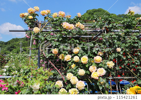 薔薇園のアーチ仕立ての黄色い薔薇 薔薇園のアーチ仕立ての黄色い薔薇 115421261