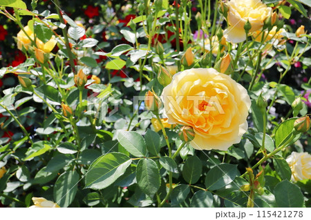 薔薇園の黄色い薔薇 薔薇園の黄色い薔薇 115421278