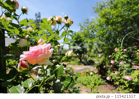 薔薇庭園の青空に映えるピンクの薔薇 薔薇庭園の青空に映えるピンクの薔薇 115421317