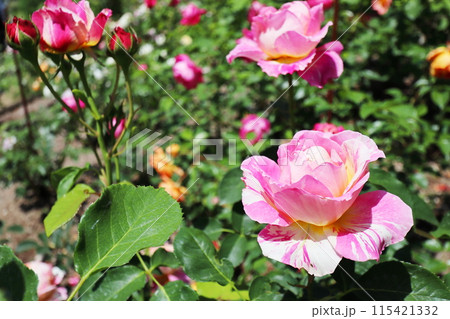 薔薇庭園のバイカラーのピンクの薔薇 115421332