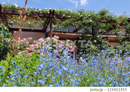 薔薇庭園に咲く青いシノグロッサム 115421353