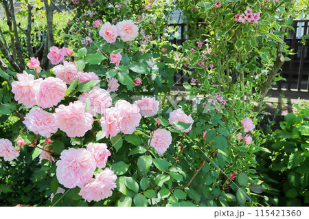 薔薇庭園に咲くピンクの薔薇 薔薇庭園に咲くピンクの薔薇 115421360
