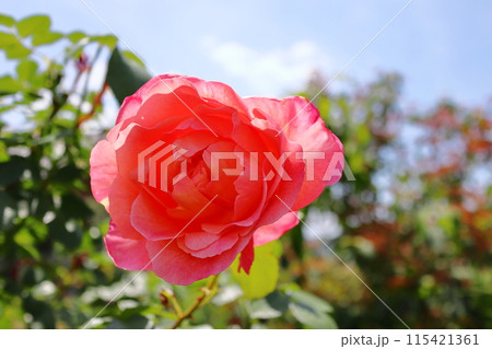 薔薇庭園に咲く赤桃色の薔薇 115421361