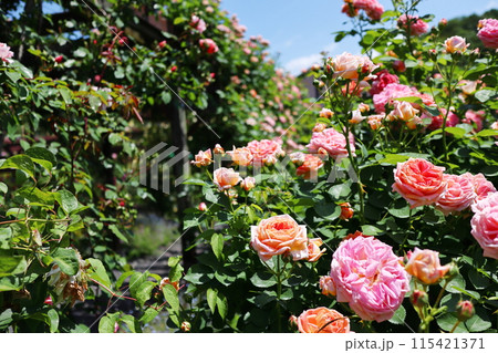 薔薇庭園のパーゴラに咲くピンクの薔薇 115421371